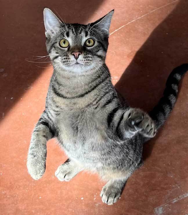 KITTEN BIG LIL GREYBOY, an adoptable Tabby in Franklin, TN, 37069 | Photo Image 1