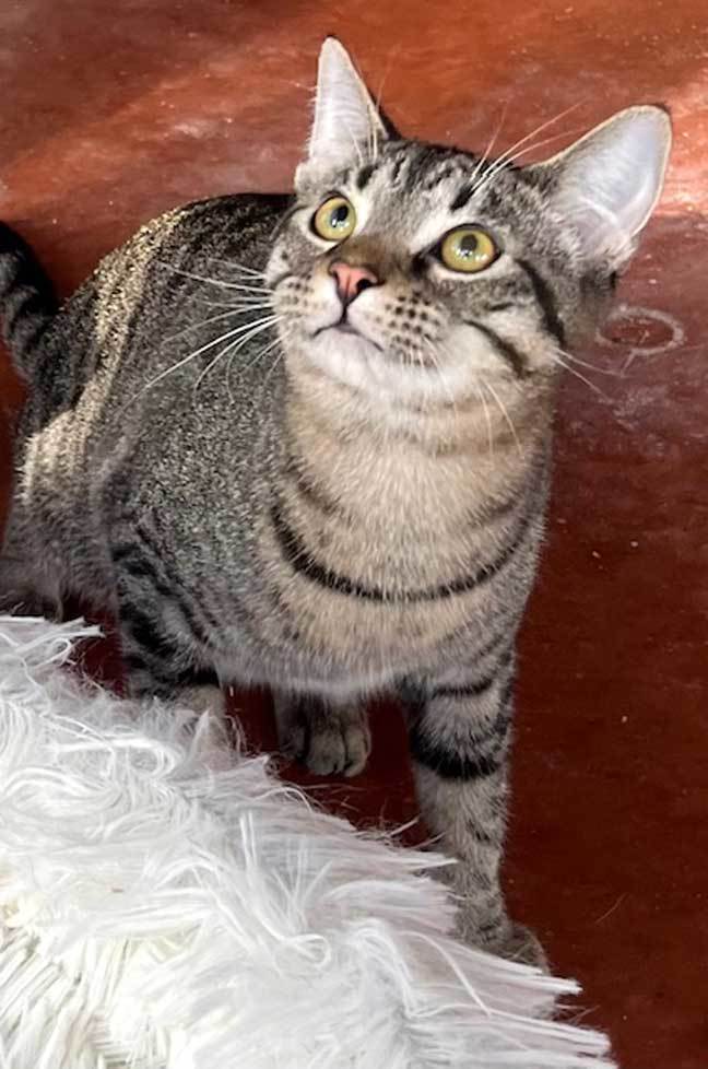 KITTEN BIG LIL GREYBOY, an adoptable Tabby in Franklin, TN, 37069 | Photo Image 2