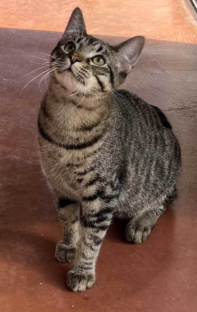 KITTEN BIG LIL GREYBOY, an adoptable Tabby in Franklin, TN, 37069 | Photo Image 3