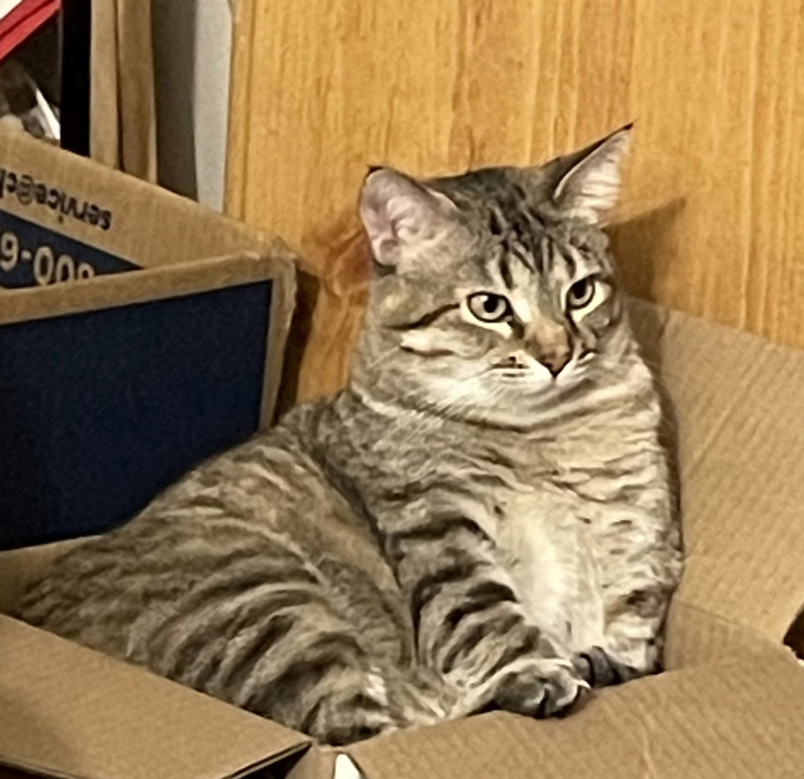 MAMA MARIBEL, an adoptable Tabby in Franklin, TN, 37069 | Photo Image 1