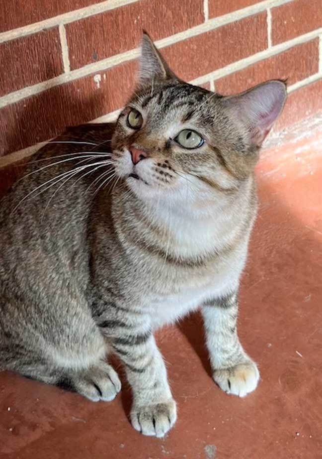 MAMA MARIBEL, an adoptable Tabby in Franklin, TN, 37069 | Photo Image 2