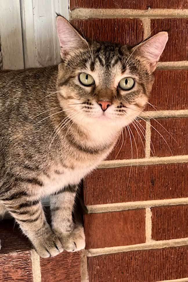MAMA MARIBEL, an adoptable Tabby in Franklin, TN, 37069 | Photo Image 3