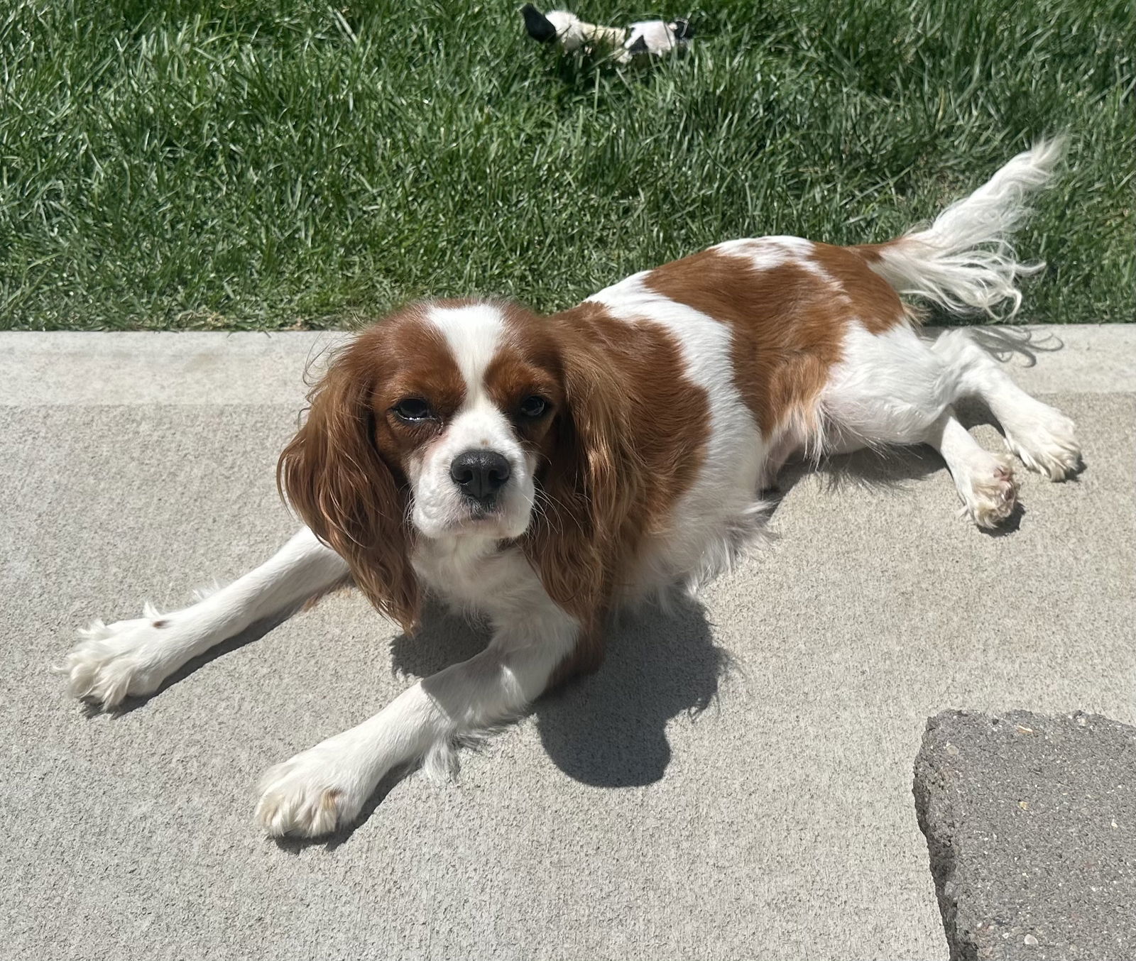 Holly, an adoptable Cavalier King Charles Spaniel in Brandon, SD, 57005 | Photo Image 1