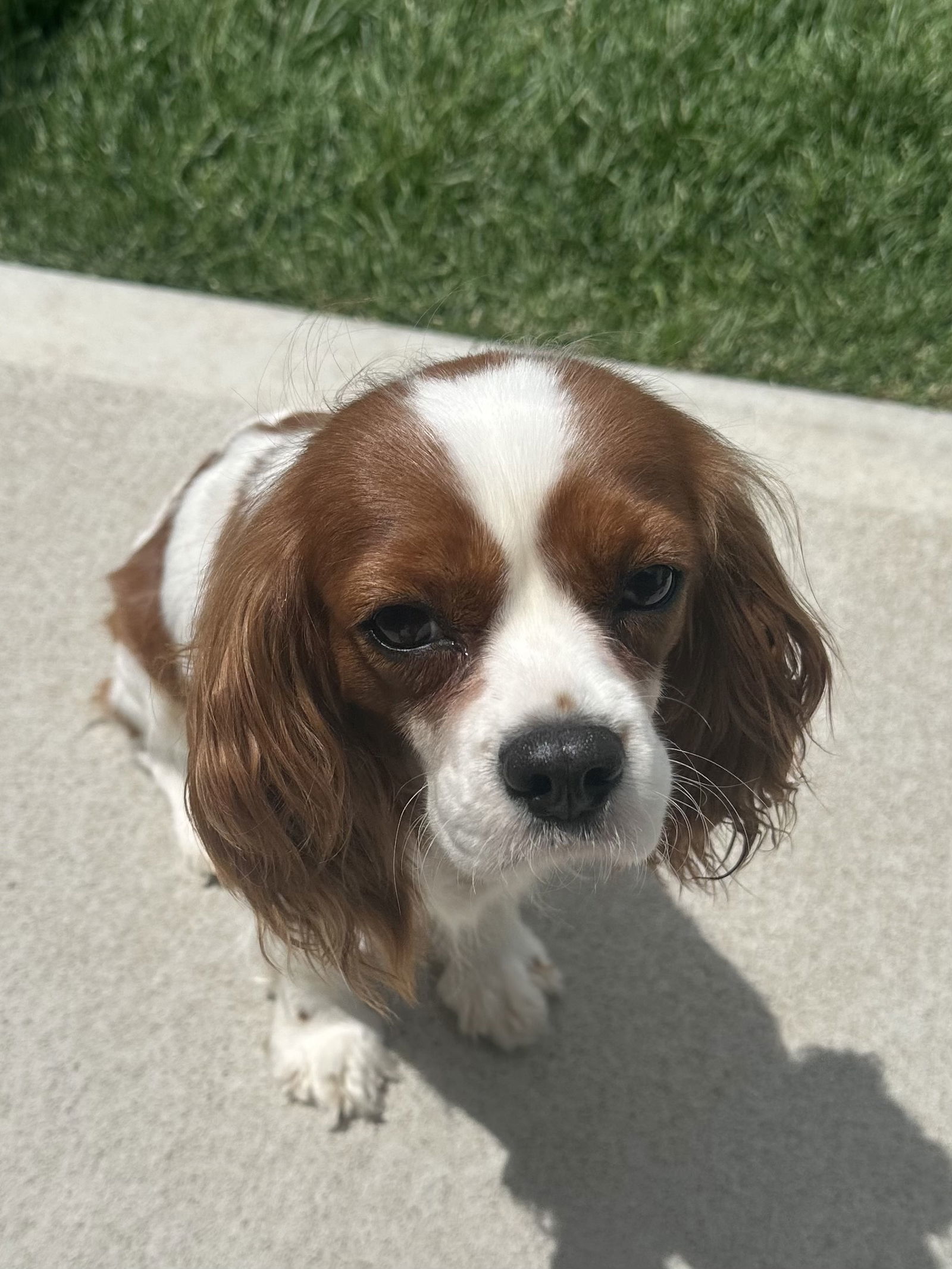 Holly, an adoptable Cavalier King Charles Spaniel in Brandon, SD, 57005 | Photo Image 2