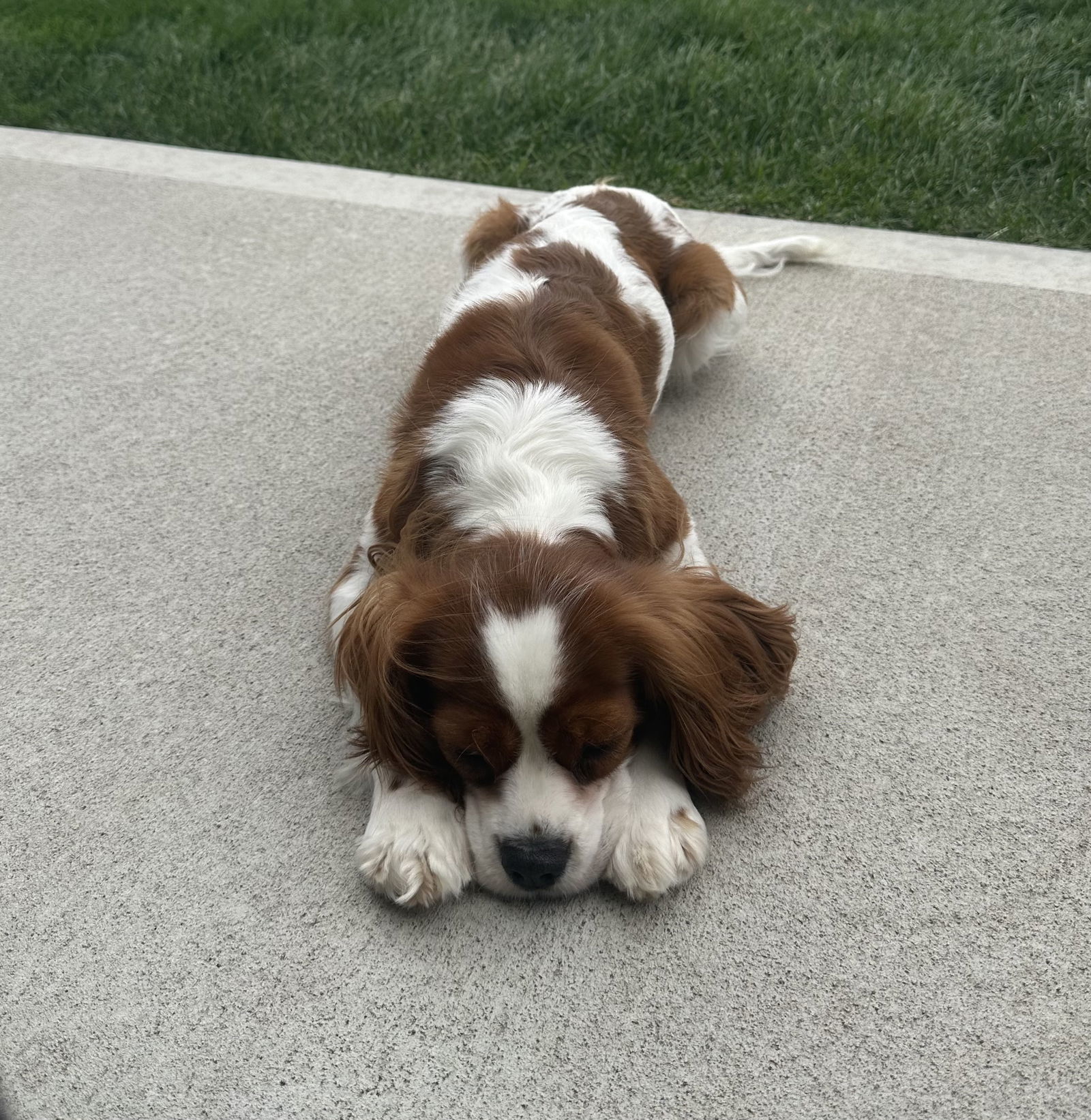 Holly, an adoptable Cavalier King Charles Spaniel in Brandon, SD, 57005 | Photo Image 3