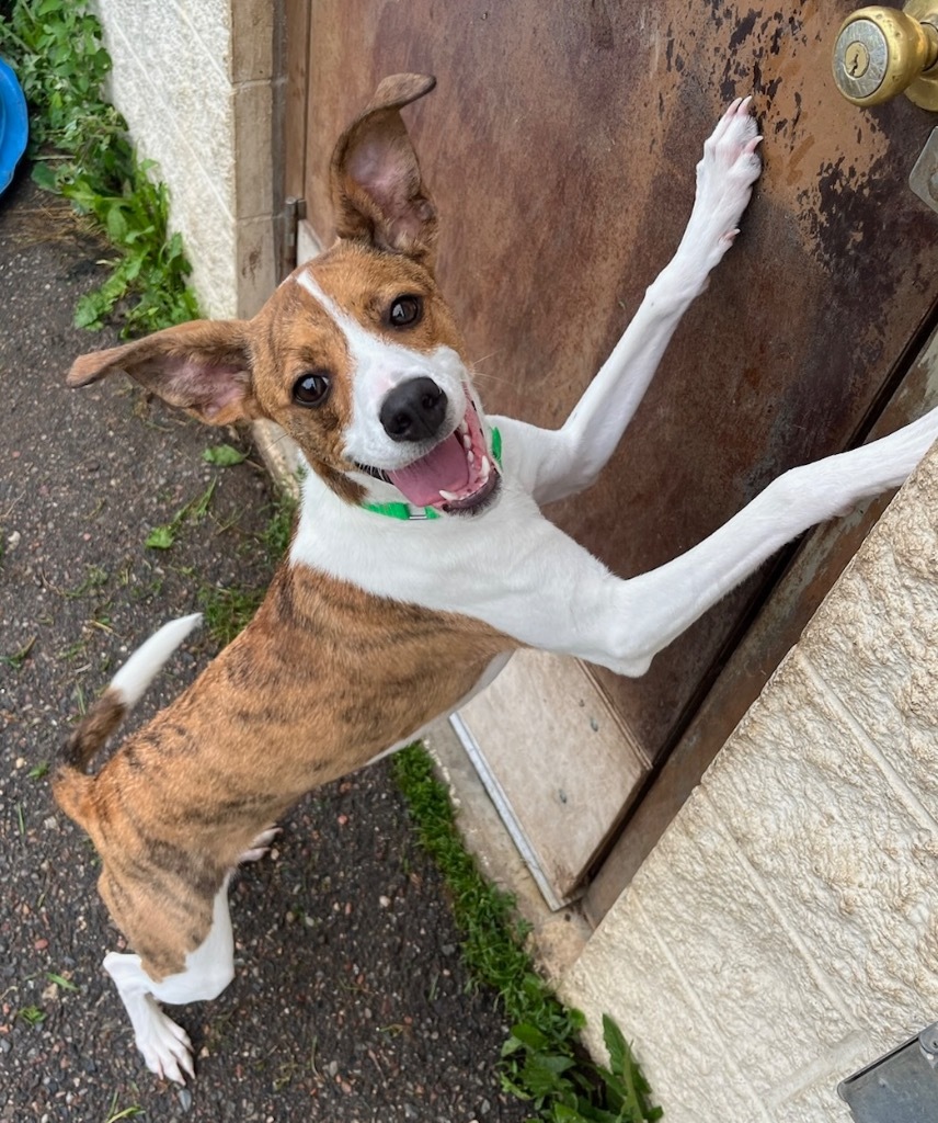 Quincy, an adoptable Mountain Cur, Jack Russell Terrier in Crandon, WI, 54520 | Photo Image 1