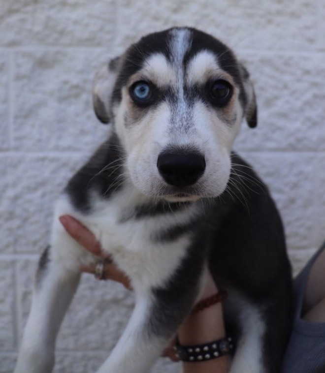 ONYX_Sodalite, an adoptable Mixed Breed in Crandon, WI, 54520 | Photo Image 1