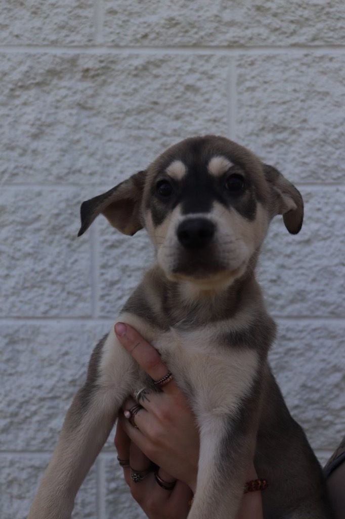 ONYX_Tormaline, an adoptable Mixed Breed in Crandon, WI, 54520 | Photo Image 1