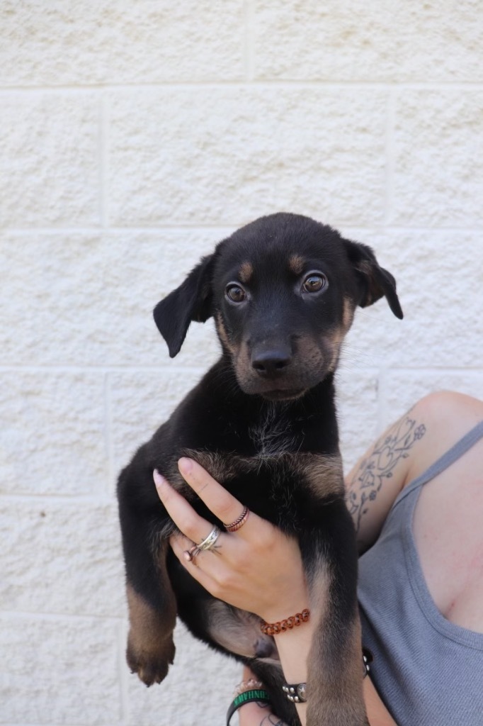 ONYX_Agate, an adoptable Mixed Breed in Crandon, WI, 54520 | Photo Image 1