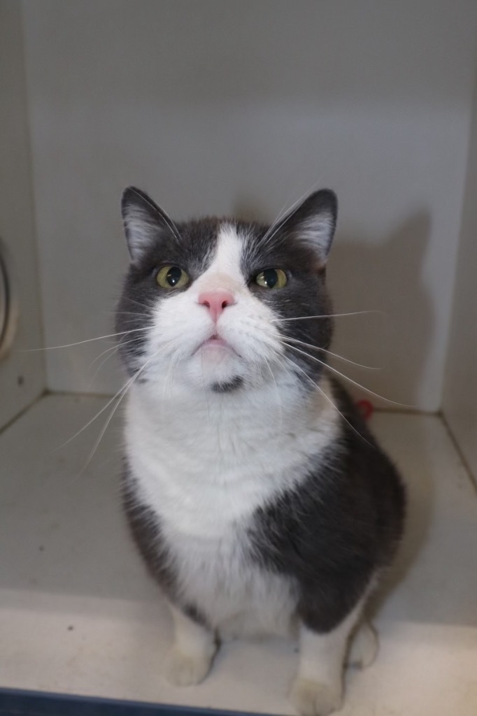 HERSHALL, an adoptable Domestic Short Hair in Crandon, WI, 54520 | Photo Image 1