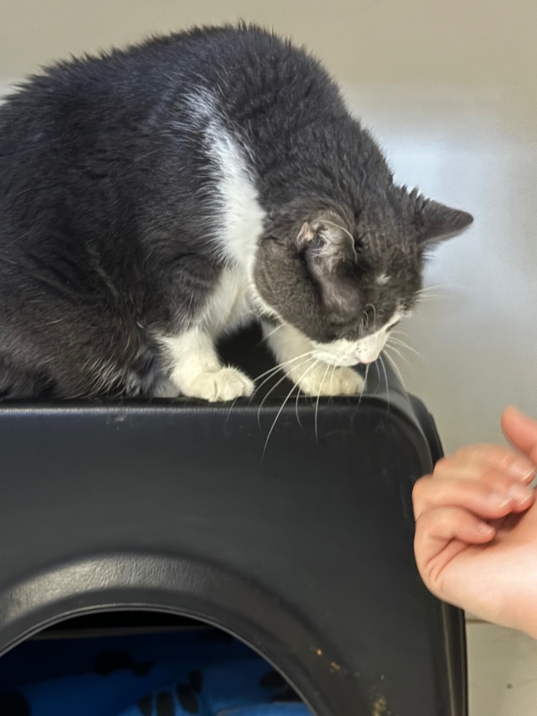 HERSHALL, an adoptable Domestic Short Hair in Crandon, WI, 54520 | Photo Image 2