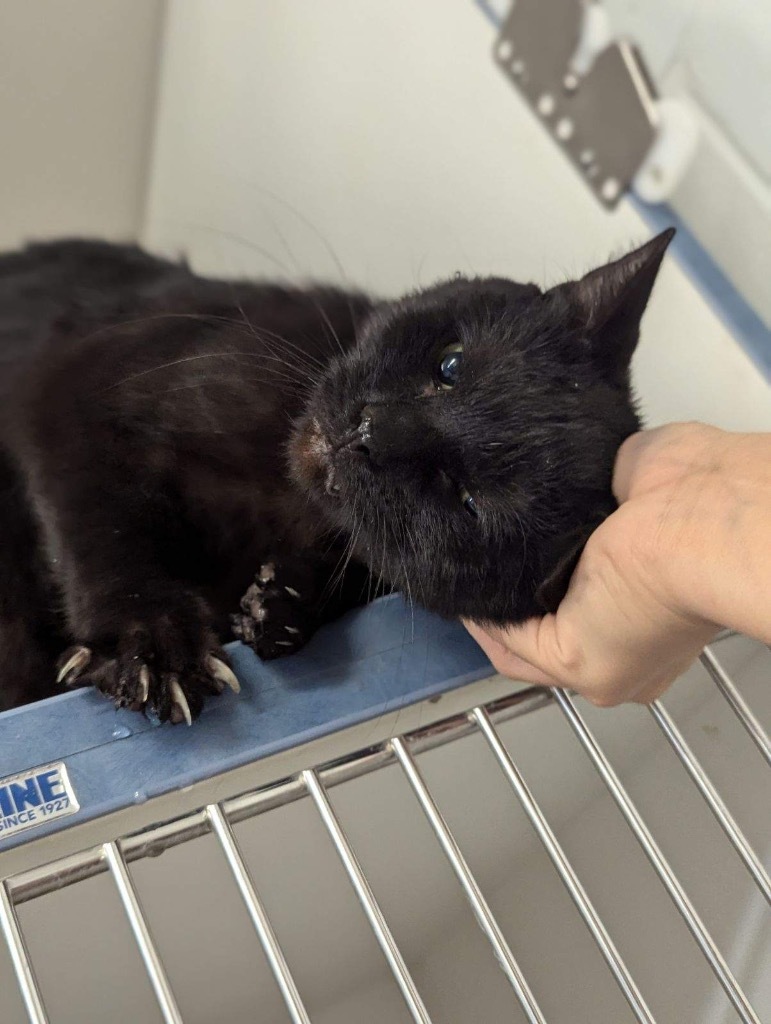 Bones, an adoptable Domestic Short Hair in Crandon, WI, 54520 | Photo Image 1