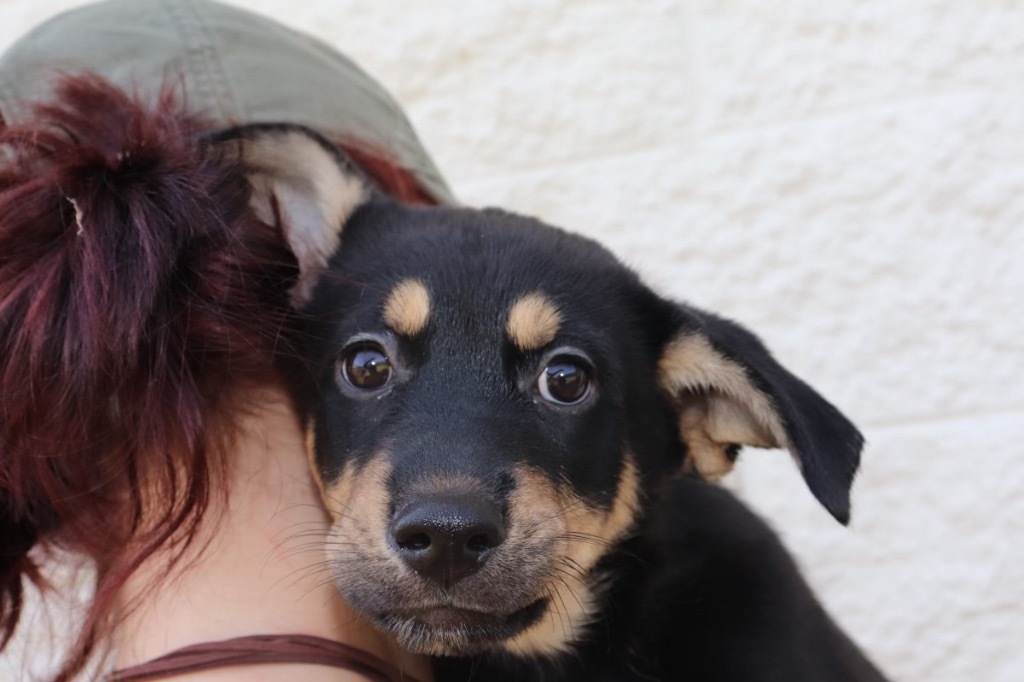 ONYX_Bronzite, an adoptable Mixed Breed in Crandon, WI, 54520 | Photo Image 1