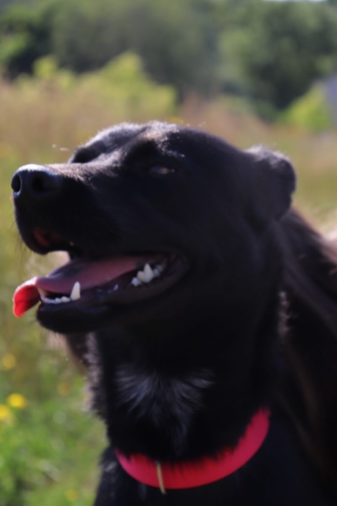 ONYX, an adoptable Mixed Breed in Crandon, WI, 54520 | Photo Image 1