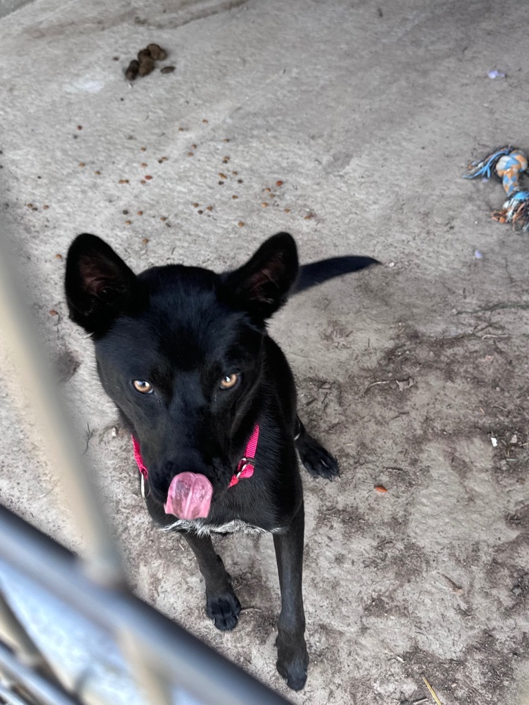 ONYX, an adoptable Mixed Breed in Crandon, WI, 54520 | Photo Image 2