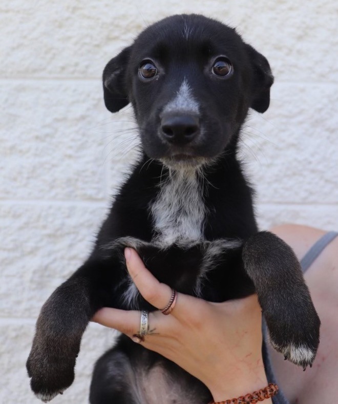 ONYX_OBSIDIAN, an adoptable Mixed Breed in Crandon, WI, 54520 | Photo Image 1