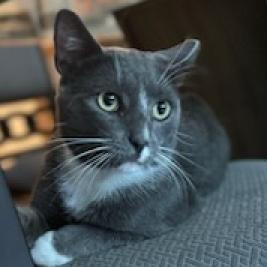 Willie, Adult Male Domestic Short Hair