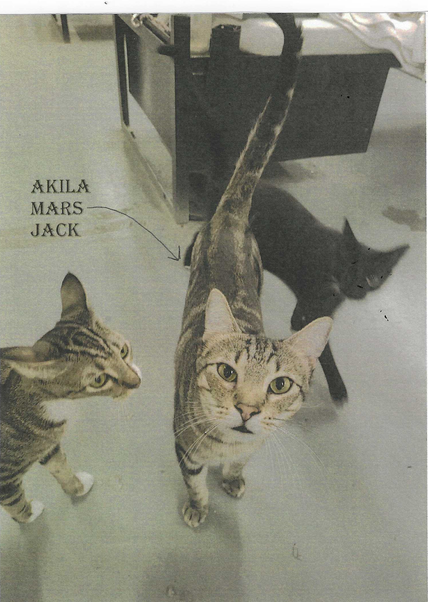 Mars, an adoptable Domestic Short Hair in Jackson, MS, 39213 | Photo Image 1