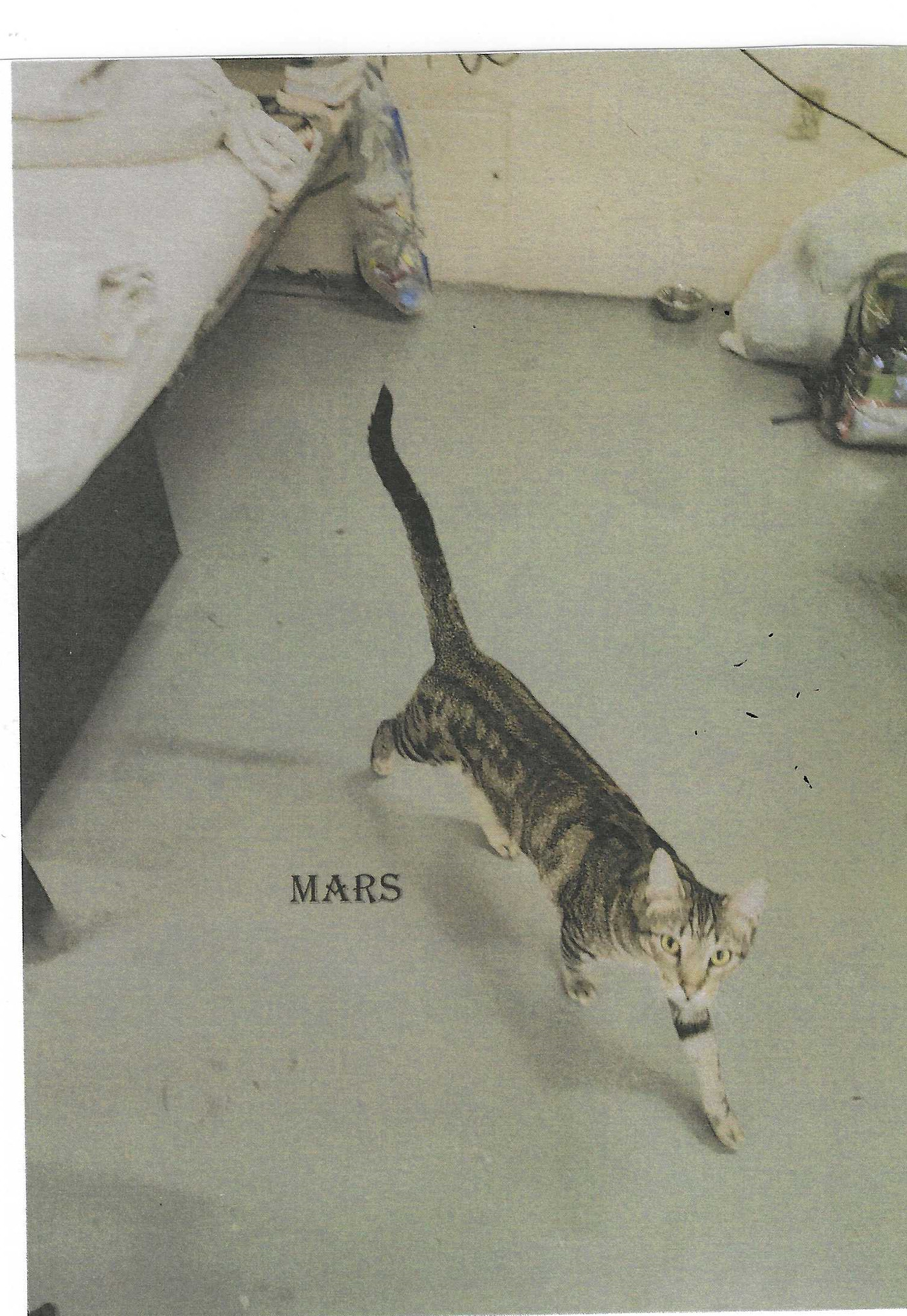 Mars, an adoptable Domestic Short Hair in Jackson, MS, 39213 | Photo Image 2