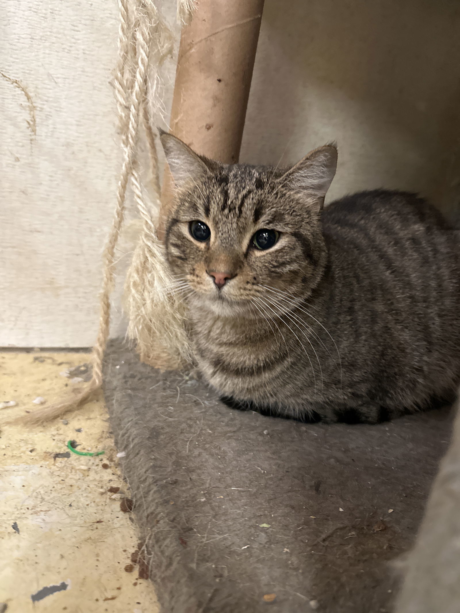 Jimi Hendricks, an adoptable Domestic Short Hair in Jackson, MS, 39213 | Photo Image 1