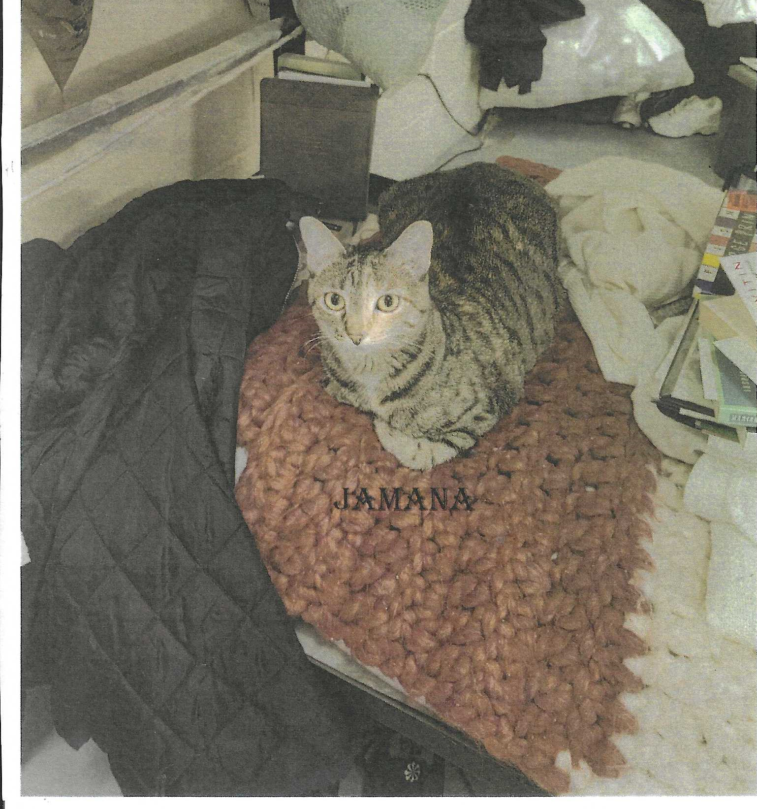 Jemana, an adoptable Domestic Short Hair in Jackson, MS, 39213 | Photo Image 1