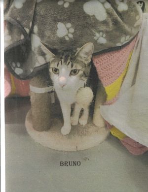Bruno, Young Male unknown