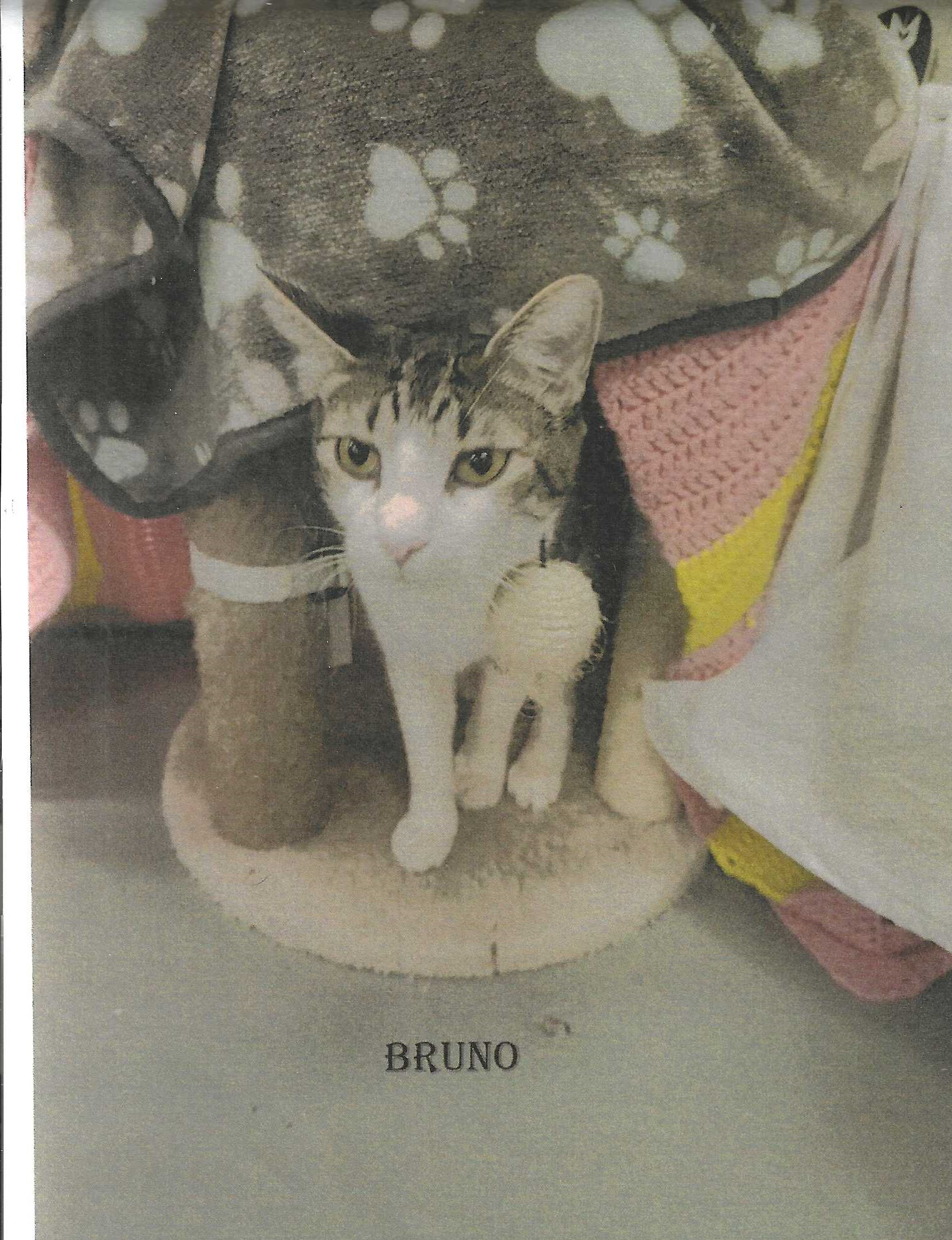 Bruno, an adoptable Domestic Short Hair in Jackson, MS, 39213 | Photo Image 1