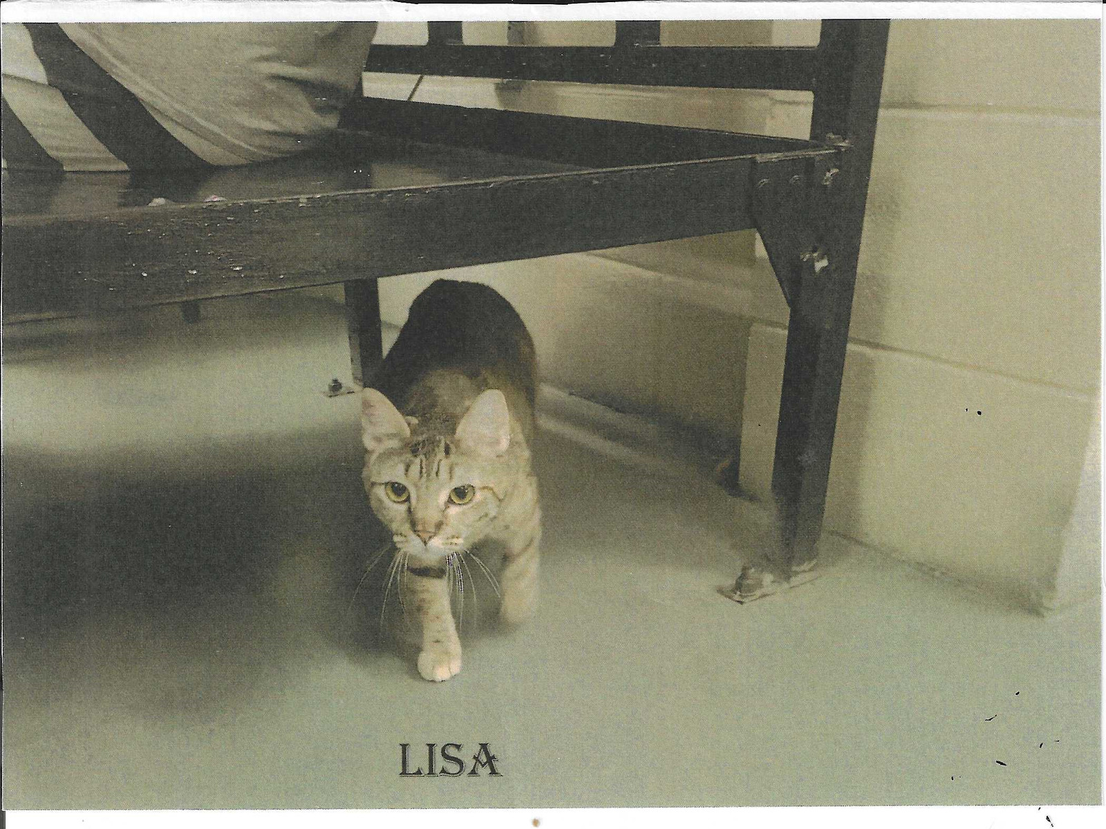 Lisa, an adoptable Domestic Short Hair in Jackson, MS, 39213 | Photo Image 1