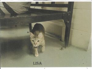 Lisa, Young Female Domestic Short Hair