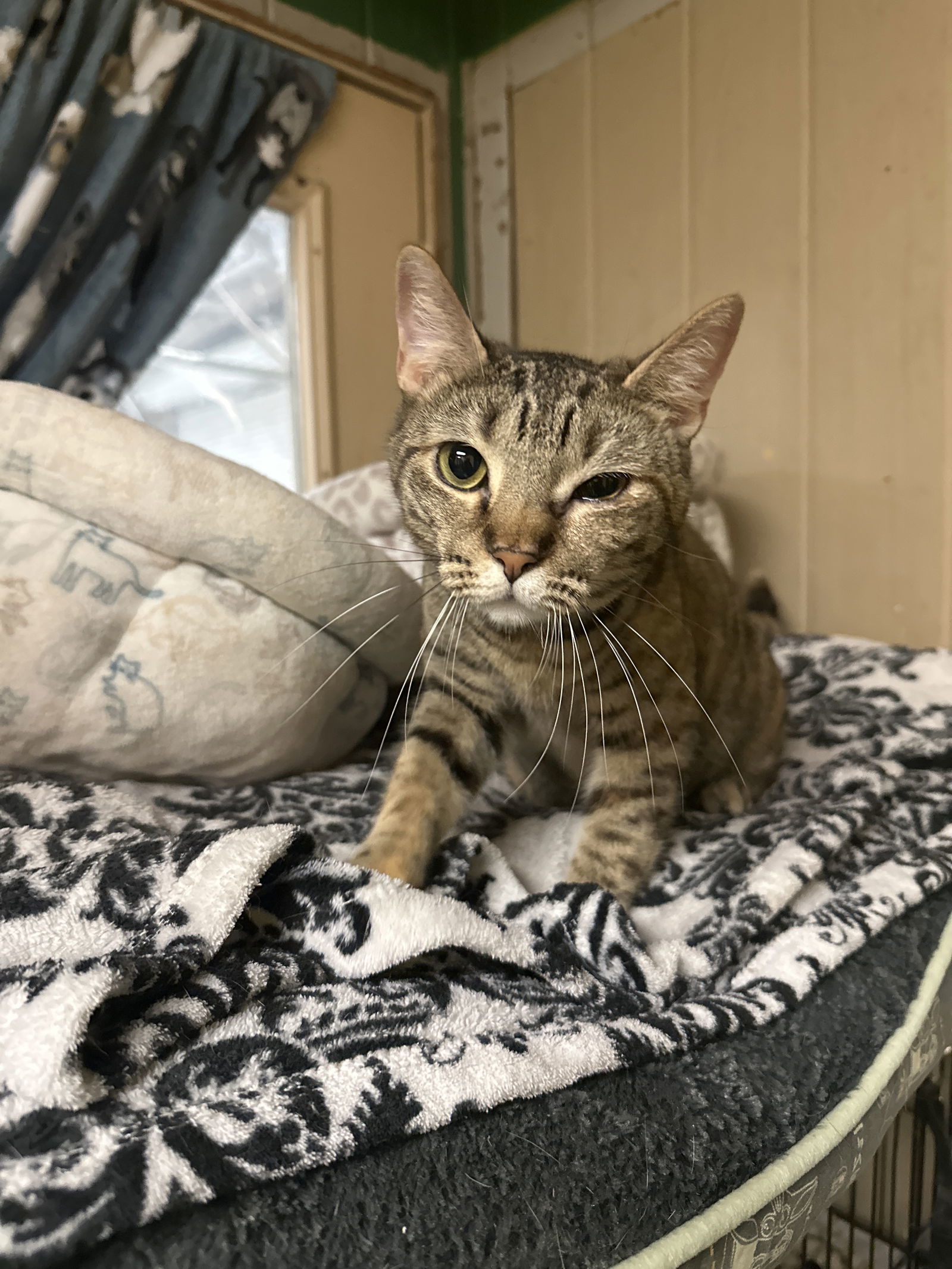 Lisa, an adoptable Domestic Short Hair in Jackson, MS, 39213 | Photo Image 1