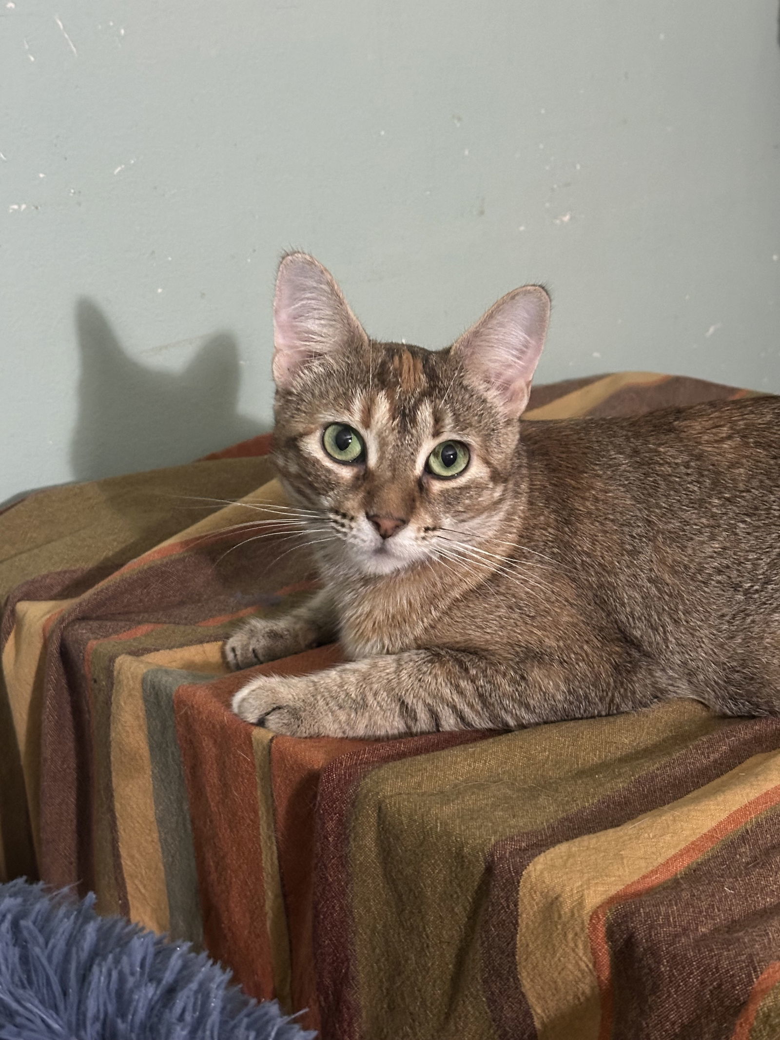 Ember, an adoptable Abyssinian in Jackson, MS, 39213 | Photo Image 1