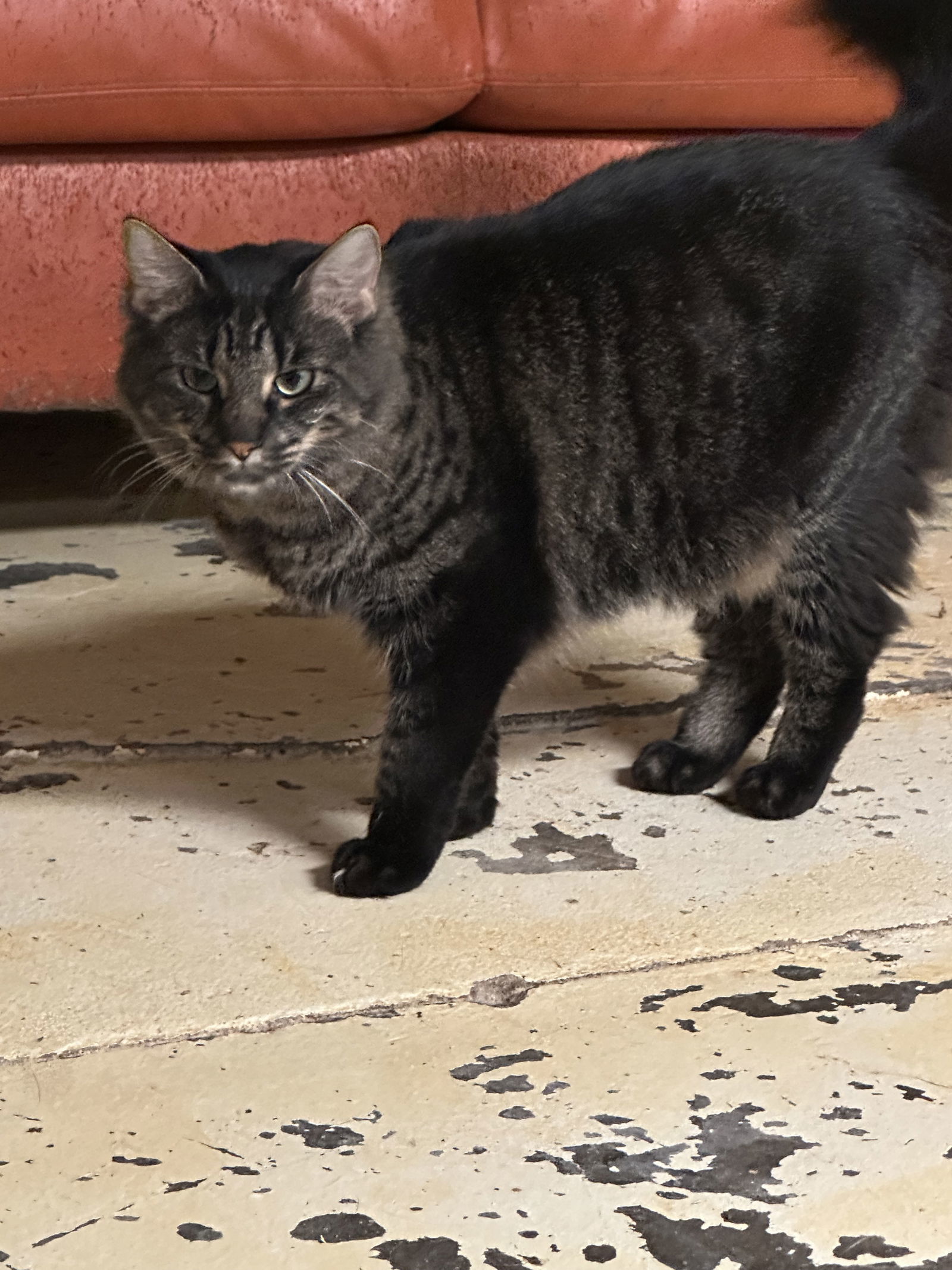 Carley Simon, an adoptable Domestic Long Hair in Jackson, MS, 39213 | Photo Image 1