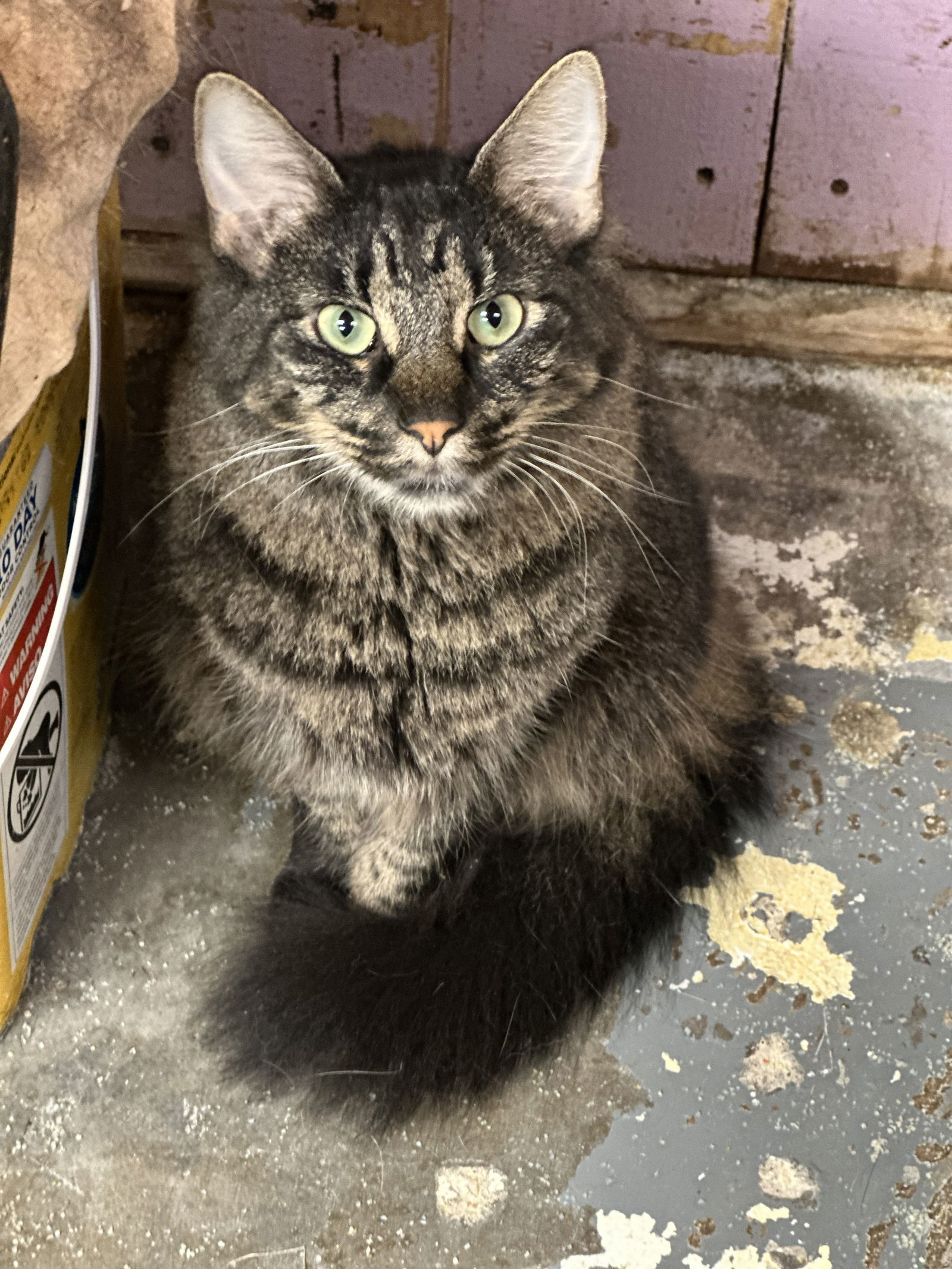 Carley Simon, an adoptable Domestic Long Hair in Jackson, MS, 39213 | Photo Image 2