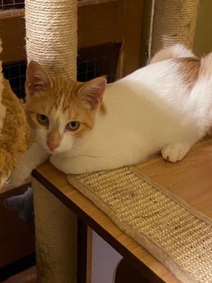 Dante, Adult Male Domestic Short Hair