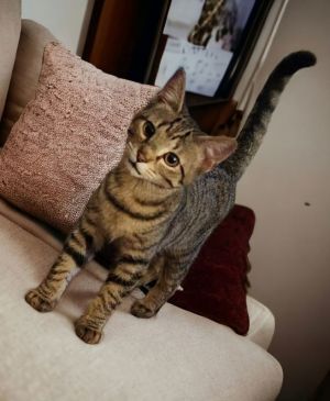 Meet Tango a playful brown Tabby kitten He may start out a little shy but he gets friendly and pu