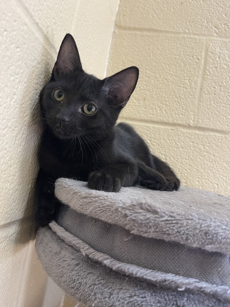 Shadow 21C-0361, an adoptable Domestic Short Hair in Corinth, MS, 38834 | Photo Image 1