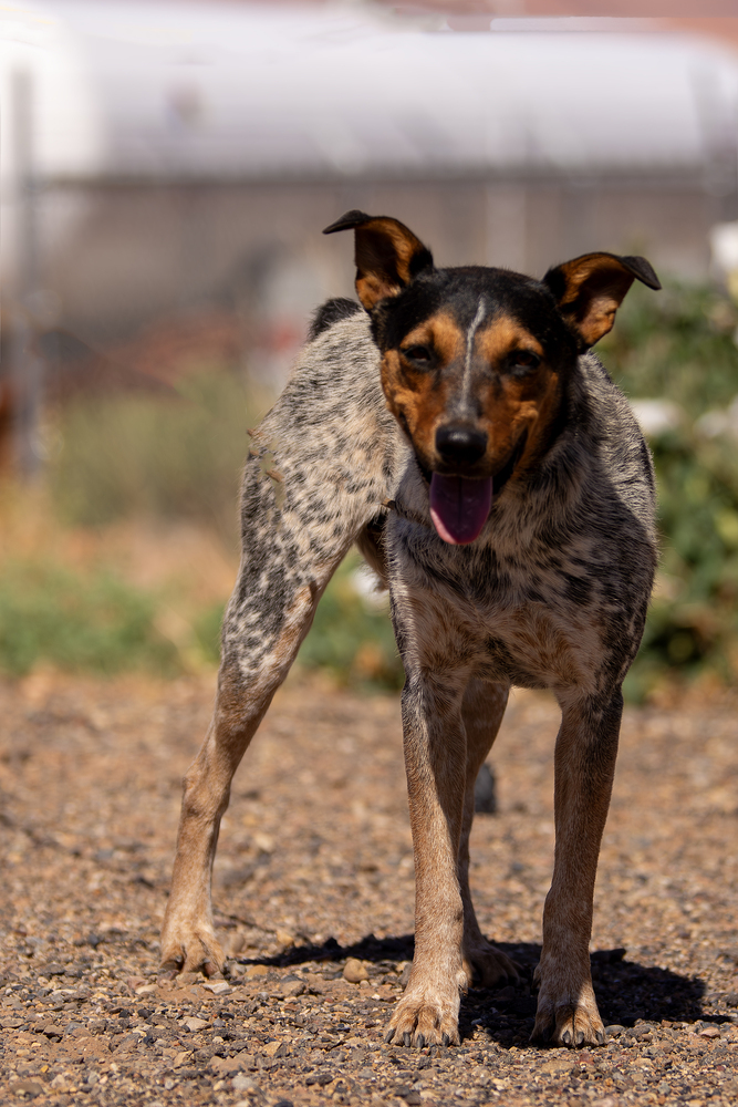 Dottie, an adoptable Cattle Dog in Page, AZ, 86040 | Photo Image 1