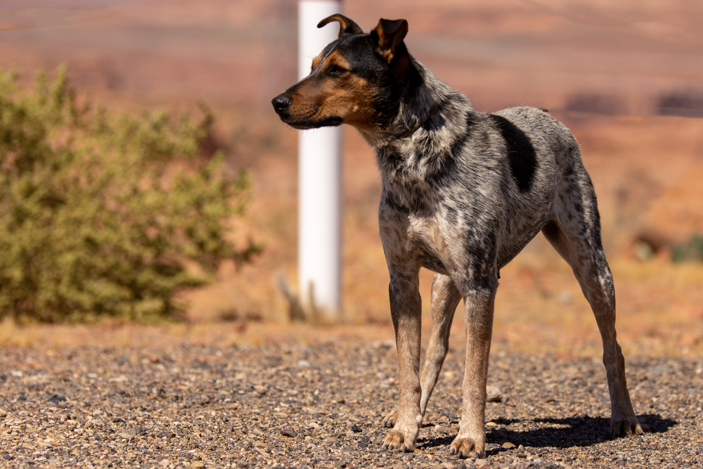 Dottie, an adoptable Cattle Dog in Page, AZ, 86040 | Photo Image 2