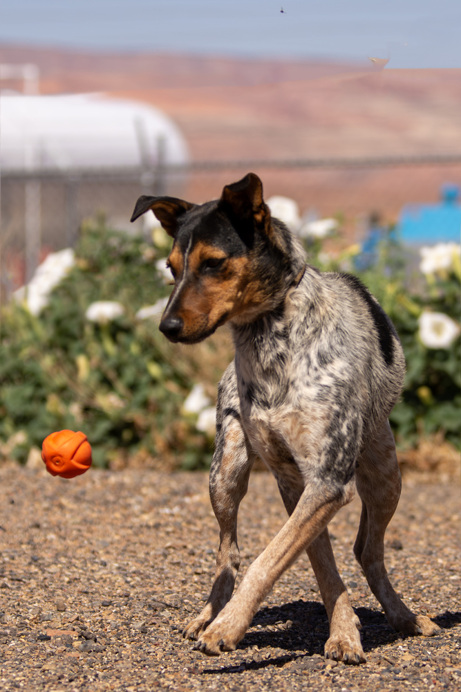 Dottie, an adoptable Cattle Dog in Page, AZ, 86040 | Photo Image 3