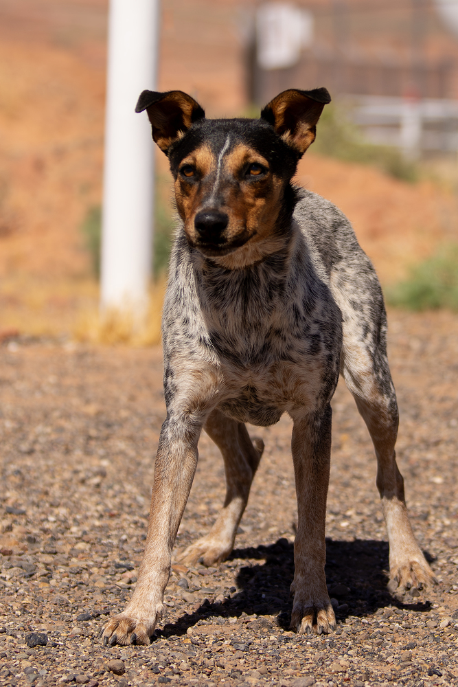 Dottie, an adoptable Cattle Dog in Page, AZ, 86040 | Photo Image 4