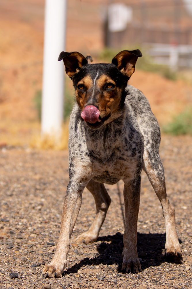 Dottie, an adoptable Cattle Dog in Page, AZ, 86040 | Photo Image 5