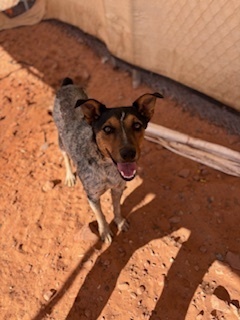 Dottie, an adoptable Cattle Dog in Page, AZ, 86040 | Photo Image 6