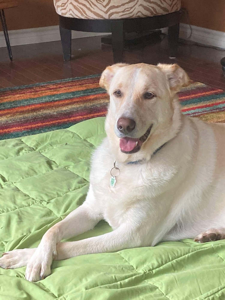 Apollo, an adoptable Labrador Retriever in Fredericton, NB, E3B 1B5 | Photo Image 1