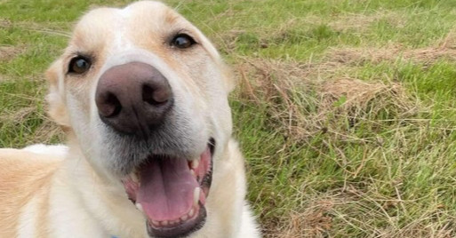 Apollo, an adoptable Labrador Retriever in Fredericton, NB, E3B 1B5 | Photo Image 2