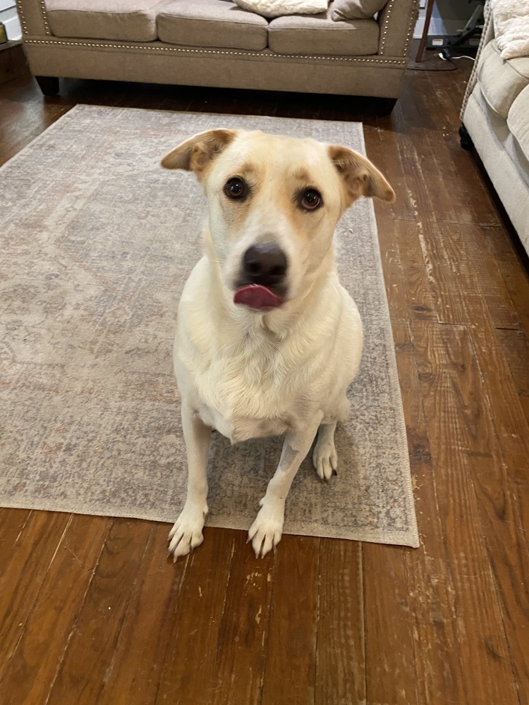 Apollo, an adoptable Labrador Retriever in Fredericton, NB, E3B 1B5 | Photo Image 4