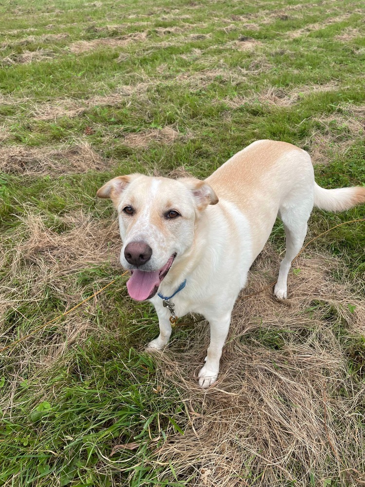 Apollo, an adoptable Labrador Retriever in Fredericton, NB, E3B 1B5 | Photo Image 6