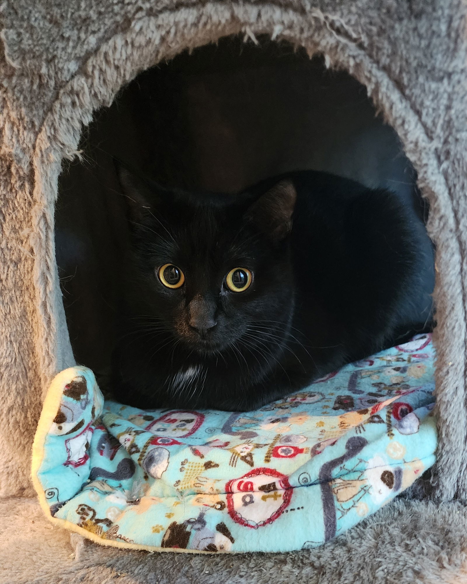 Monarch, an adoptable Domestic Short Hair in Forest Lake, MN, 55025 | Photo Image 1