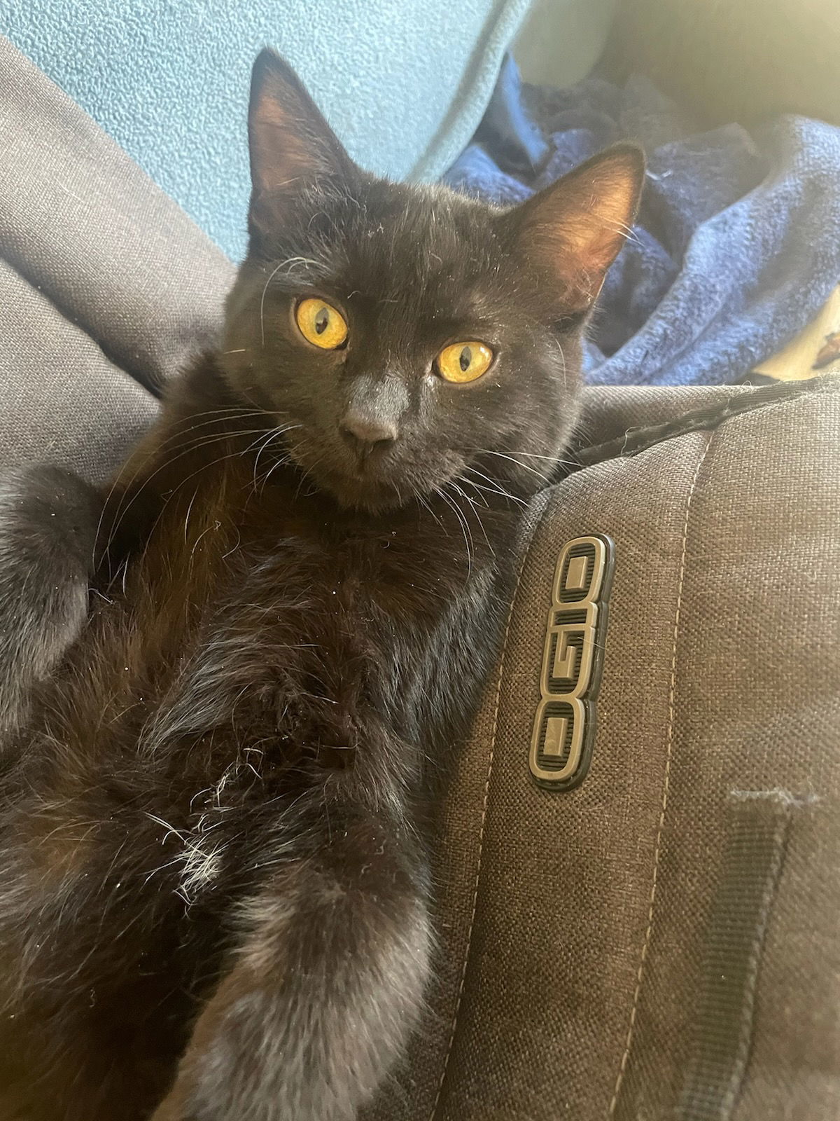 Monarch, an adoptable Domestic Short Hair in Forest Lake, MN, 55025 | Photo Image 2