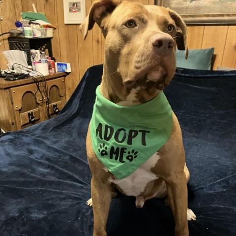 Charlie Pablo, an adoptable Terrier, Mixed Breed in Wadena, MN, 56482 | Photo Image 1