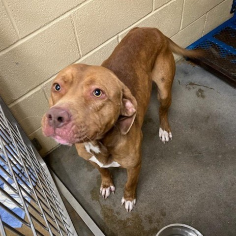 Charlie Pablo, an adoptable Terrier, Mixed Breed in Wadena, MN, 56482 | Photo Image 2